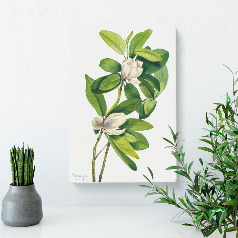 Swamp Magnolia by Mary Vaux Walcott - Wrapped Canvas, 50cm H x 35cm W x 3cm D