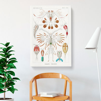 Copepod Crustaceans by Ernst Haeckel - Wrapped Canvas