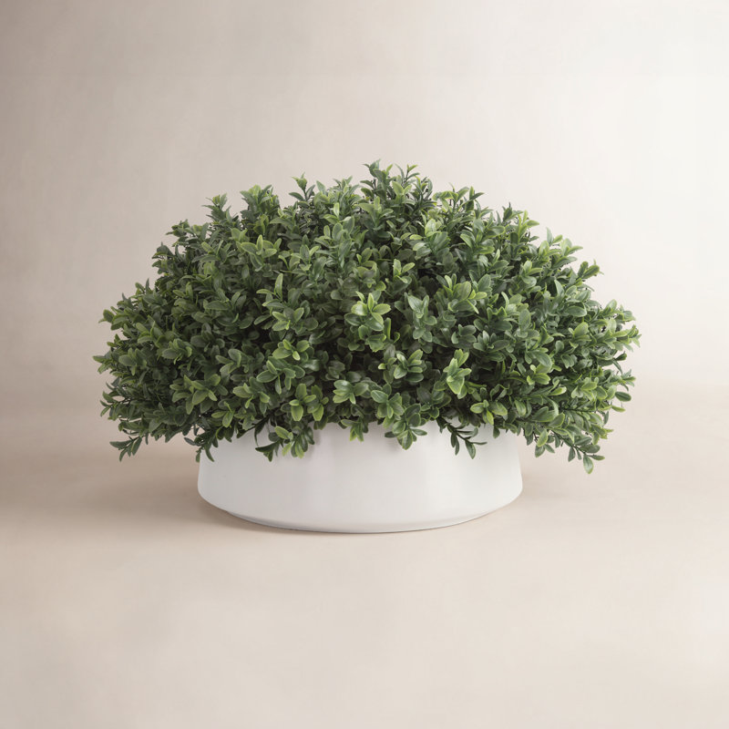 Boxwood Arrangement In A Ceramic Vase, 13"H x 21"W x 21"W