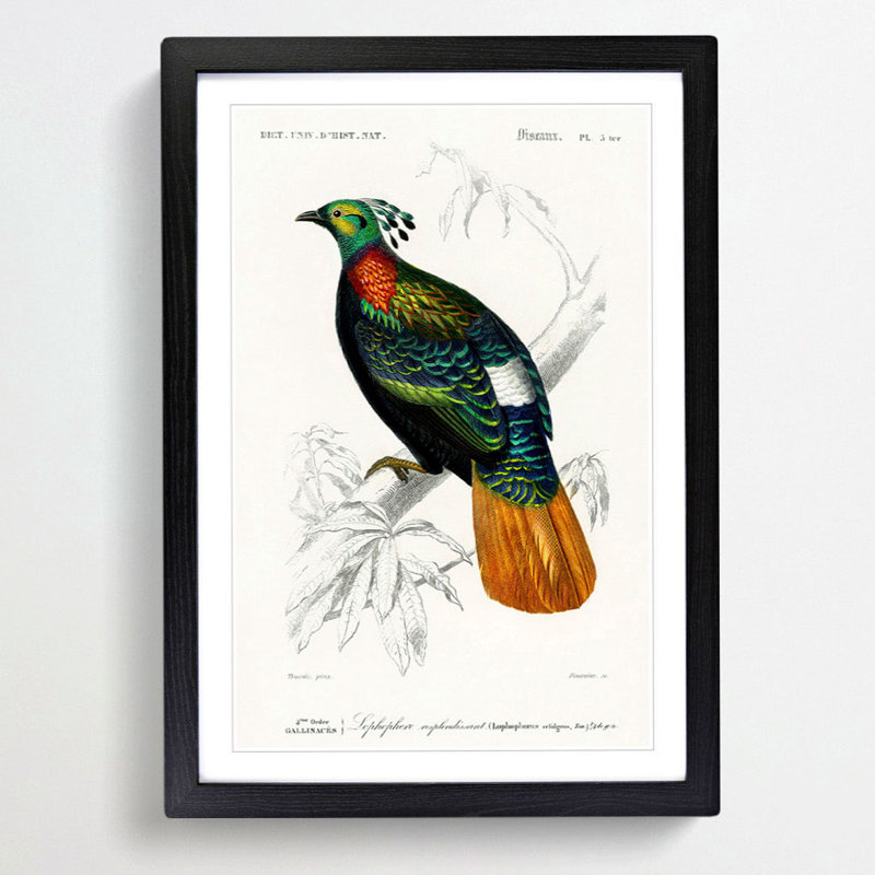Himalayan Monal Bird by Charles D'Orbigny - Picture Frame Painting Print, Black Framed, 36cm H x 27cm W x 2cm D