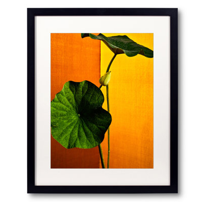 Lotus - Golden Light #007 Framed Print
