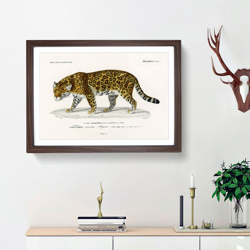 Jaguar by Charles dOrbigny - Framed Print, Walnut Framed, 27cm H x 36cm W x 2cm D