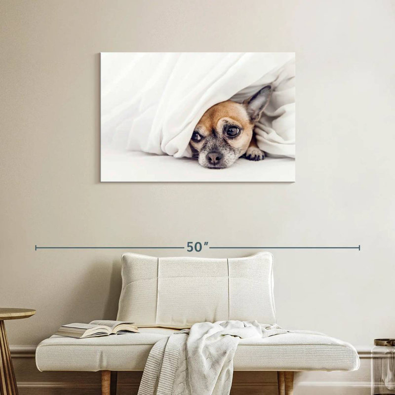 Brampt Despondent Chihuahua Dog