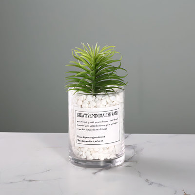 Plante grasse 7,48 po