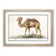Camel by A.B. De Boodt - Picture Frame Painting Print-55513700-55513701