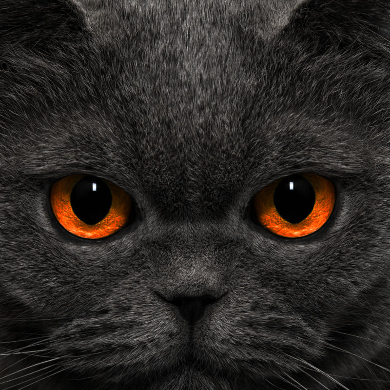 Cat Strange Look - Wrapped Canvas Print, 122cm H x 122cm W