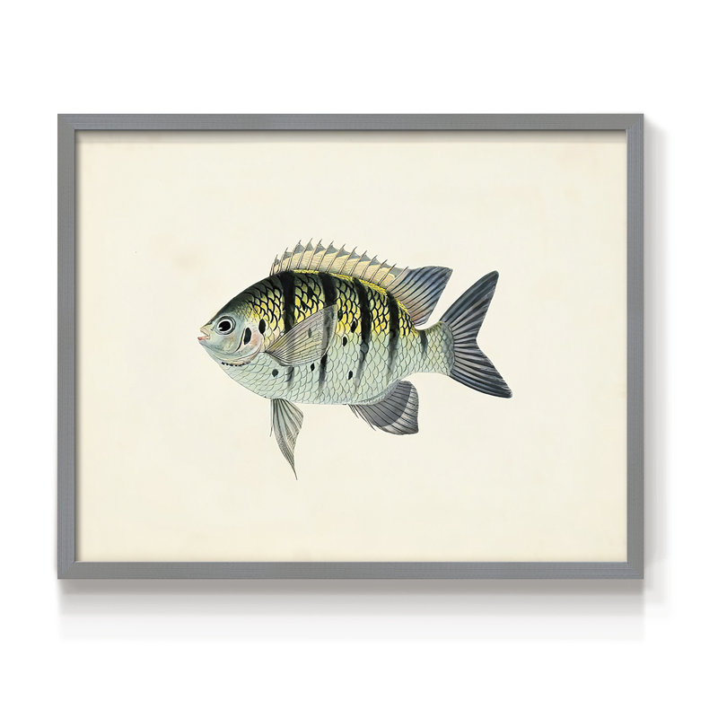 Tropical Fish Collection VI -Framed Print - Restickable, H 8 po x l 10 po, Gris