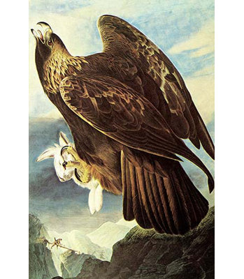 " Golden Eagle " by John James Audubon