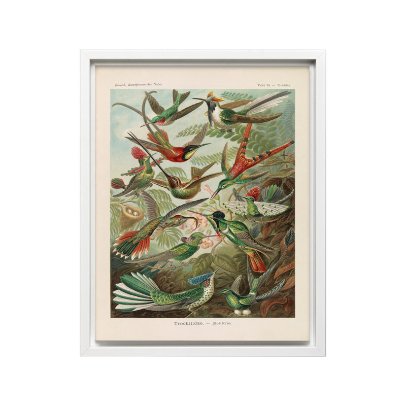 Ernst Haeckel - Colibri, Canvas, 24"H x 32"W, White Framed