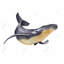 Aquarelle de baleine bleue - Art sur toile marine pour la décoration intérieure