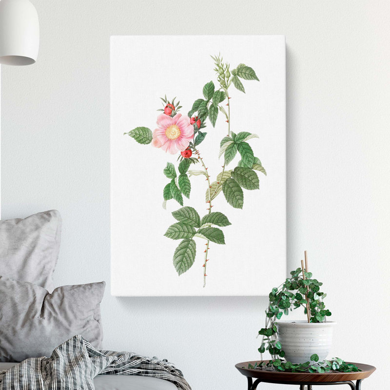 Dog Rose In Pink by Pierre-Joseph Redoute - Wrapped Canvas, 50cm H x 35cm W x 3cm D