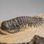Genuine Crotalocephalina Trilobite In Matrix From Morocco 1.8 Lbs)