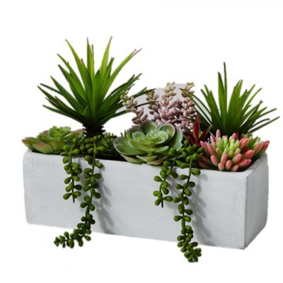 Usine succulente mélangée de bureau dans le planteur