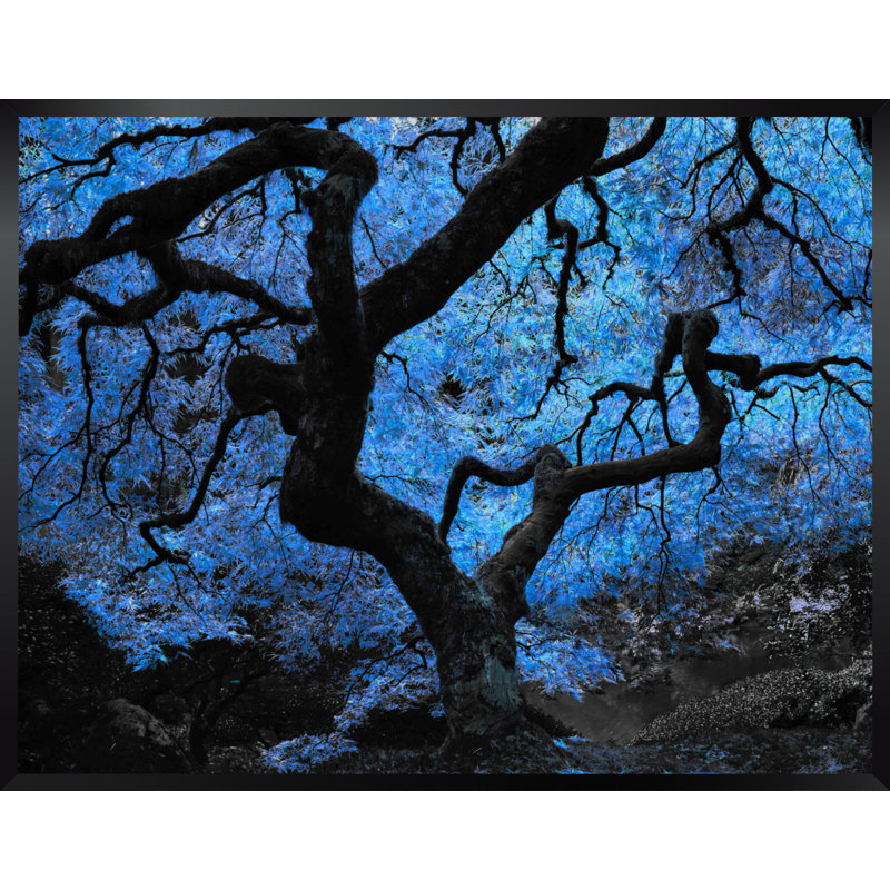 « japanese érable tree », reproduction d’impression encadrée en bleu, H 22 po x l 28 po
