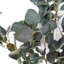 150cm Faux Plant in Pot Liner