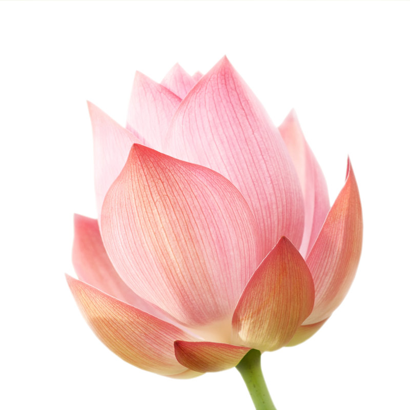 A Single Lotus Flower by VII-photo - Wrapped Canvas Print, 122cm H x 122cm W