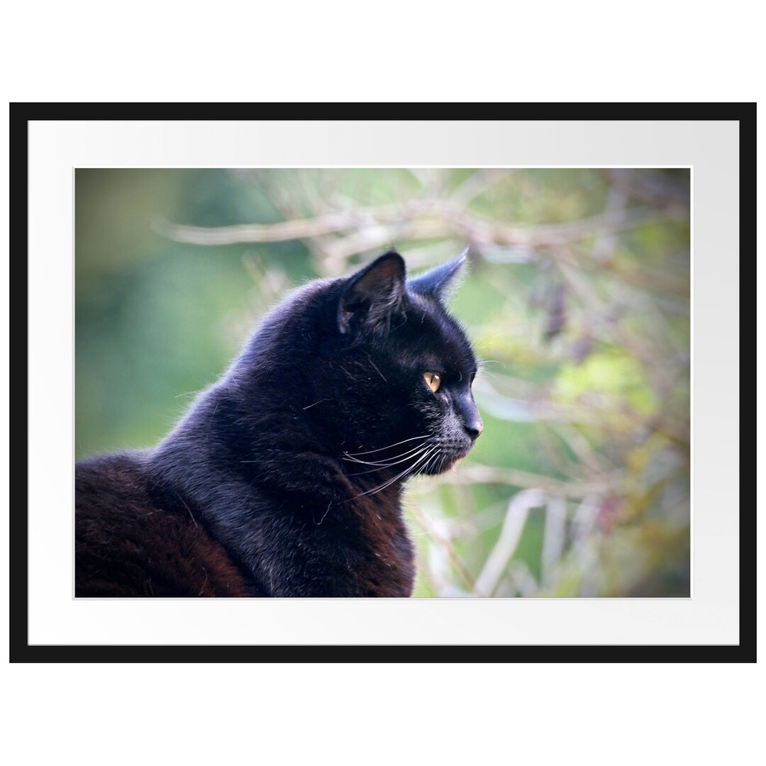 Gerahmtes Poster Schwarze Katze