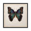 «Butterfly Study III», impression sur toile-29480733-73577919-73577918