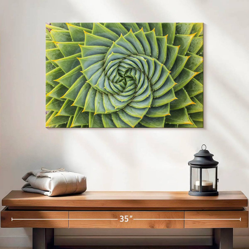 Harnek spirale succulente, H 16 po x l 24 po