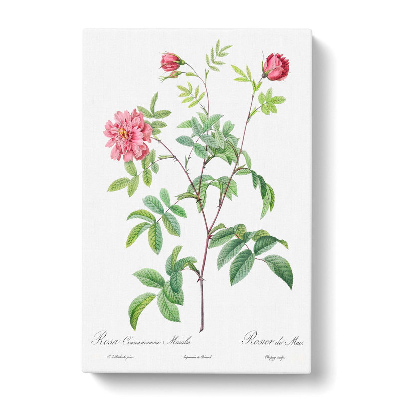 Cinnamon Rose In Pink by Pierre-Joseph Redoute - Wrapped Canvas Painting, 60cm H x 40cm W x 3cm D