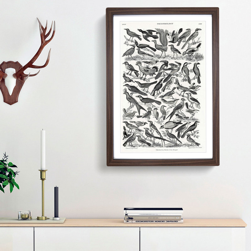 Ornithology the Study of Birds LXXIX by Oliver Goldsmith - Picture Frame Drawing Print, 36cm H x 27cm W x 2cm D