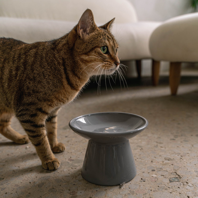 Dexypaws: bol pour chat en céramique à dessus plat - imprimé de poissons - 7,5 oz, plat pour animaux de compagnie, nourriture et eau, hauteur ergonomique surélevée, facile à moustaches, élégant