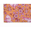 Paillasson Bunny Toile-548938588-548938591
