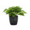 Live Golden Pothos Plant in Classic Pot