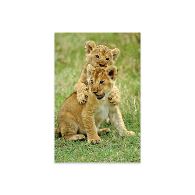 " Pair Of Lion Cubs Playing, Masai Mara Game Reserve, Kenya " by Adam Jones