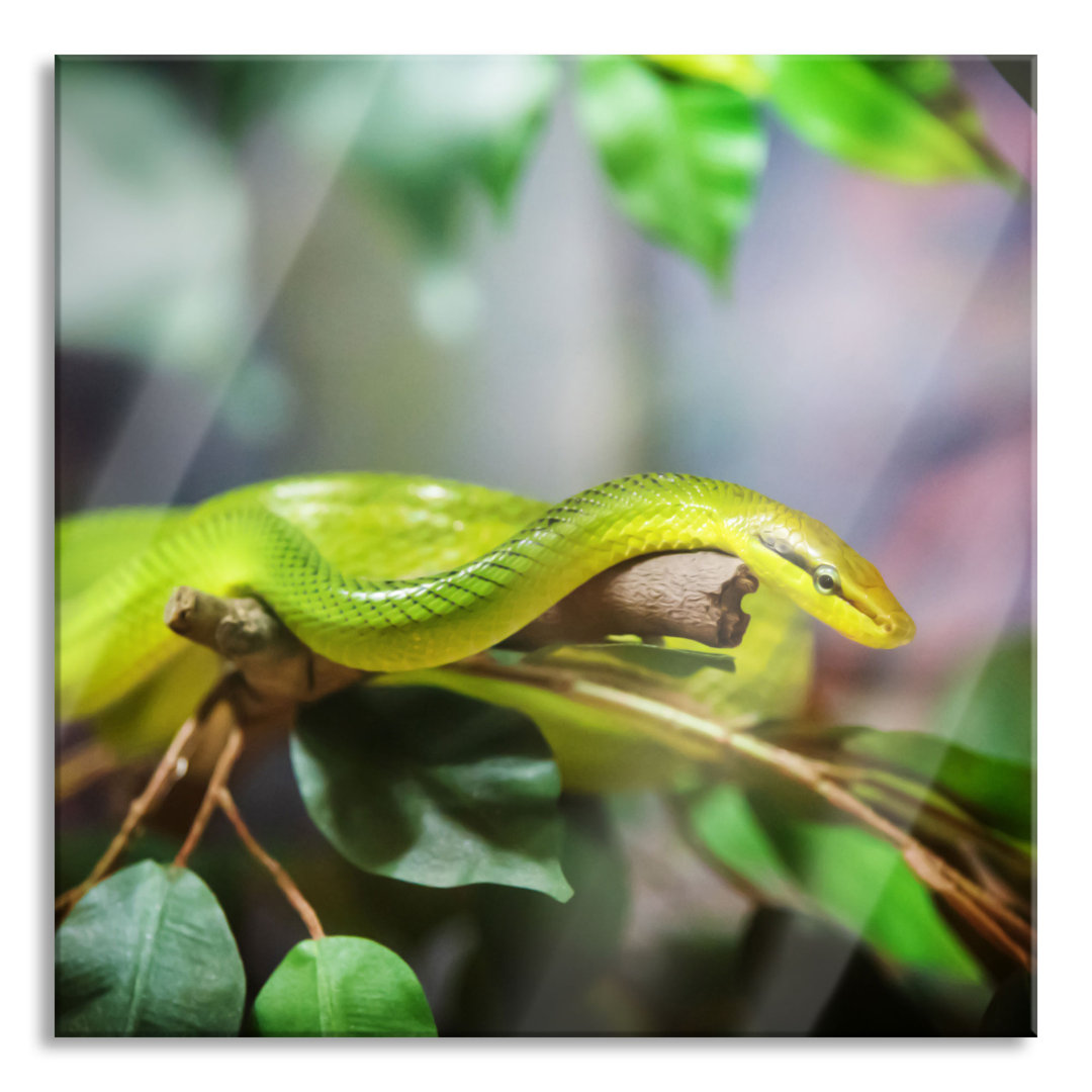 Ungerahmtes Foto auf Glas "Green Snake"