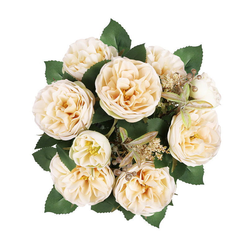 Chou rose, Ivoire