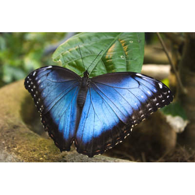 " Butterfly (Morpho Peleides) " by Ania_M