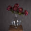 Anastasija Arrangement