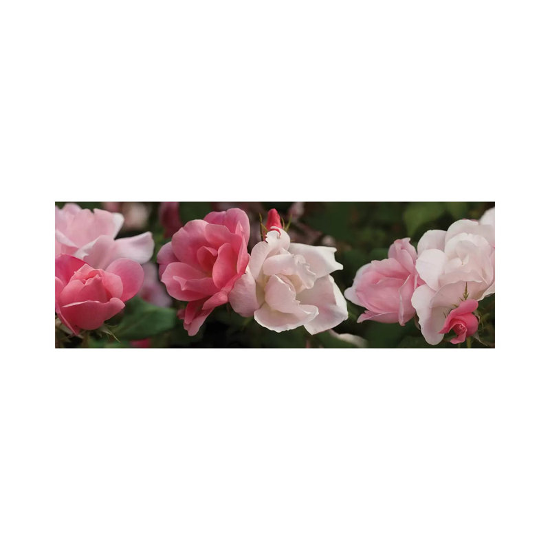 Close-Up Of Pink And White Roses by Panoramic Images - Wrapped Canvas Panoramic Print, 30.48 cm H x 91.44 cm W x 1.91 cm D