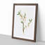 Almond Tree Flower by Giorgio Gallesio - Single Picture Frame Painting-55545160-55545166