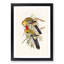 Splendid Parakeets by Elizabeth Gould - Picture Frame Painting Print-55619852-55619849