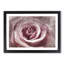 Pretty in Pink Rose Flower - Framed Print-56758544-56758547