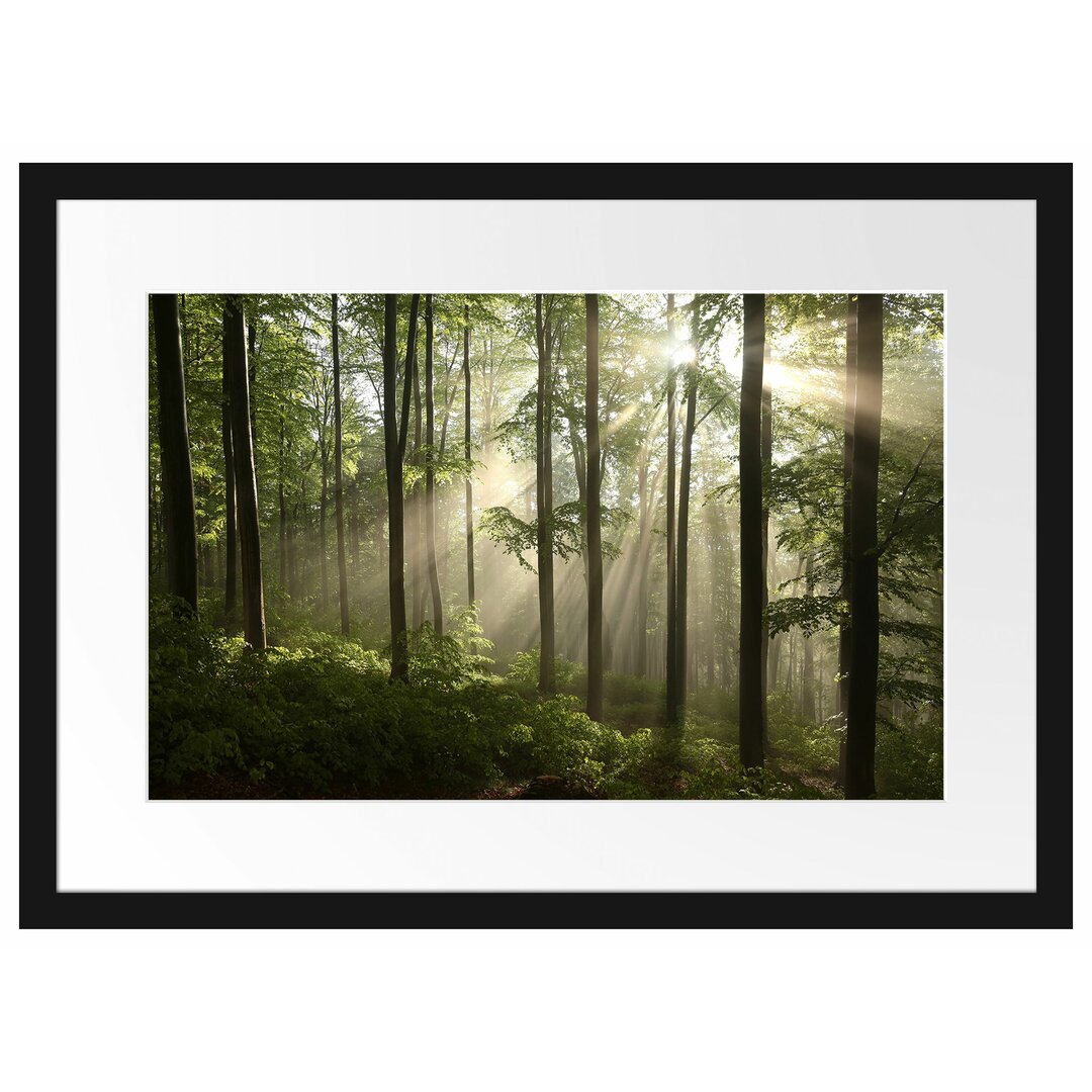 Gerahmtes Poster Sonnenstrahlen im Wald