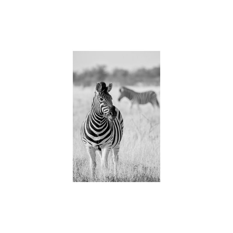 Wrapped Canvas Print, 50.8 cm H x 76.2 cm W