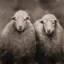Sheep sépia - Reproduction matte encadrée pour le décor du salon