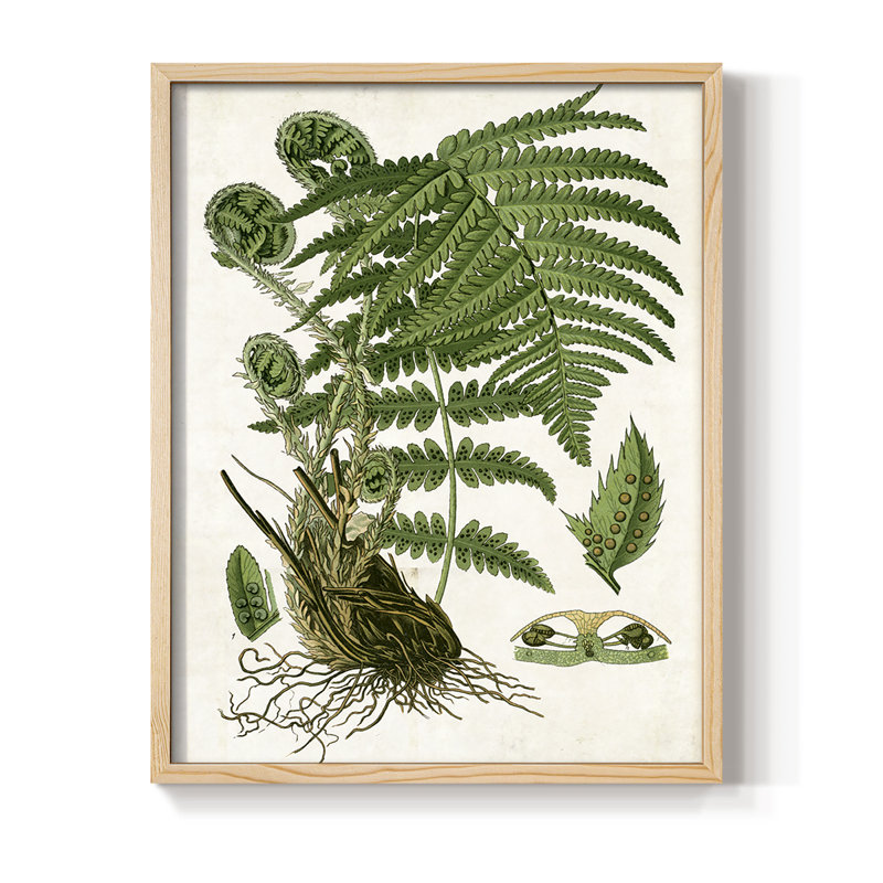 Fougère I, reproduction encadrée - bois massif, Naturel, H 11 po x l 9 po