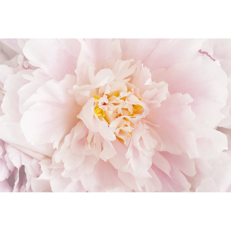 Delevan Pink Peony - Wrapped Canvas Print, 30cm H x 46cm W x 3.8cm D