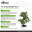 Jardinière décorative en ficus blanc 18 po Algreen