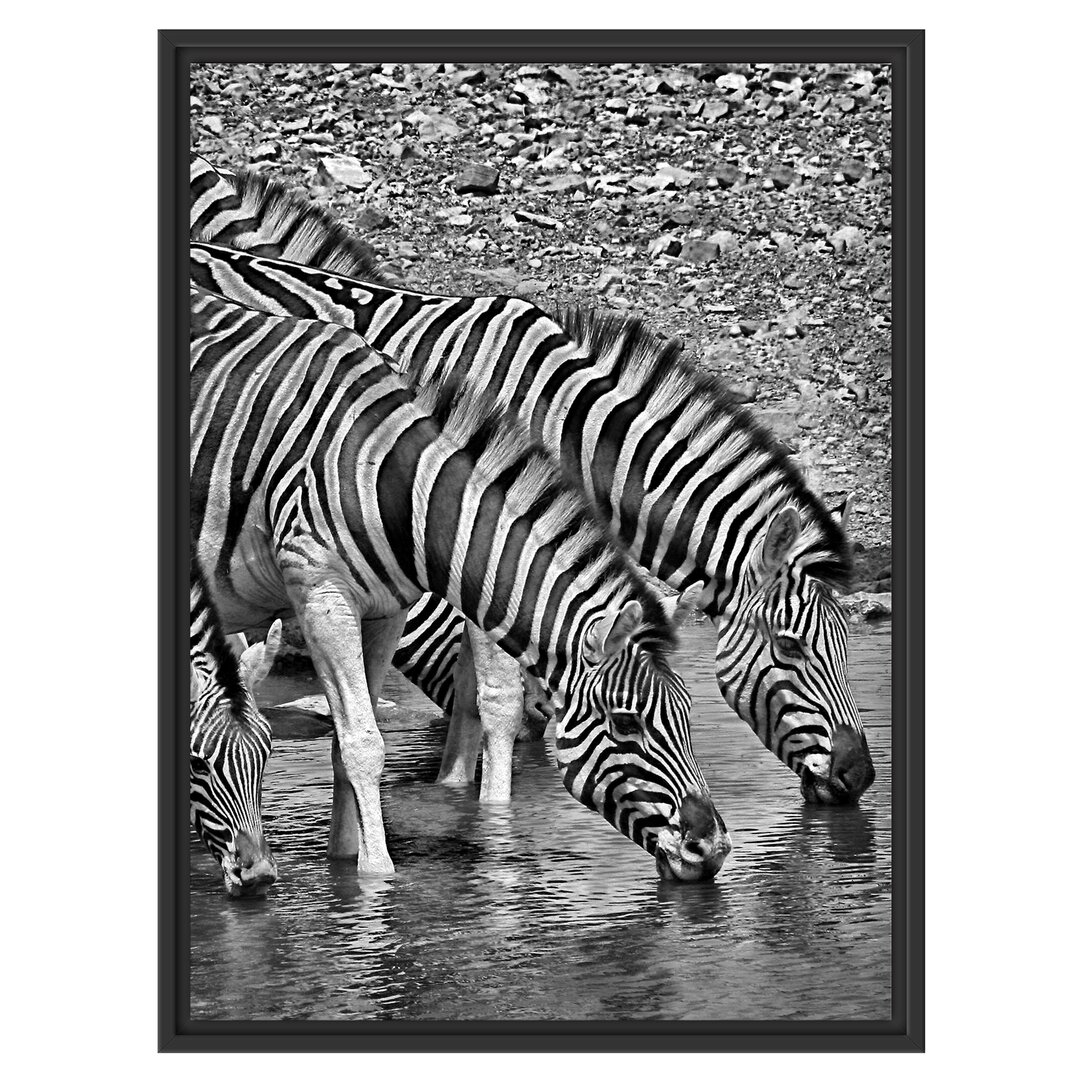 Gerahmtes Wandbild Zebraherde an einem Wasserloch