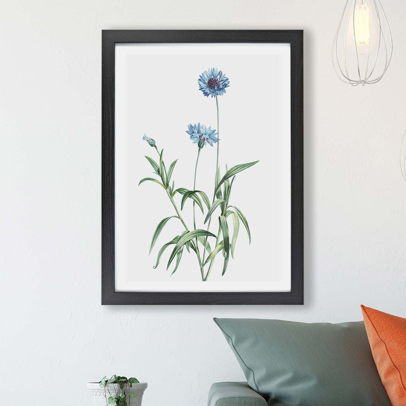 Cornflowers by Pierre-Joseph Redoute - Framed Print, 24cm H x 33cm W x 2cm D, Black