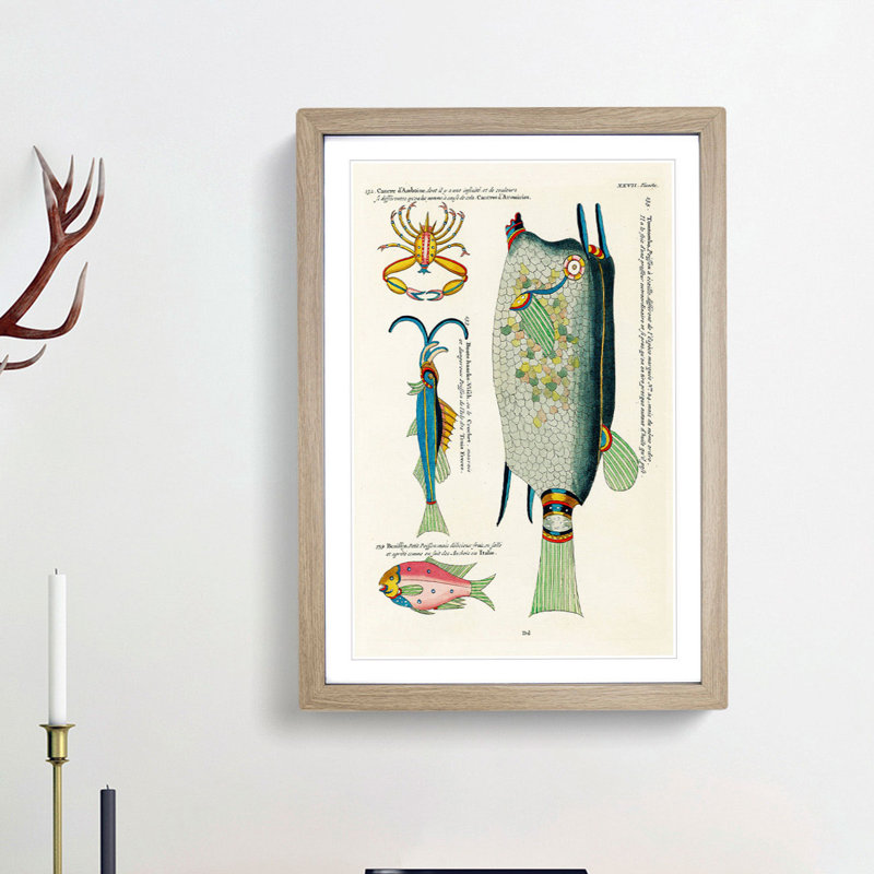 East Indies Fish & Crab Illustrations XXVII by Louis Renard - Picture Frame Painting Print, 36cm H x 27cm W x 2cm D