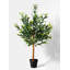 Arbre olive en pot