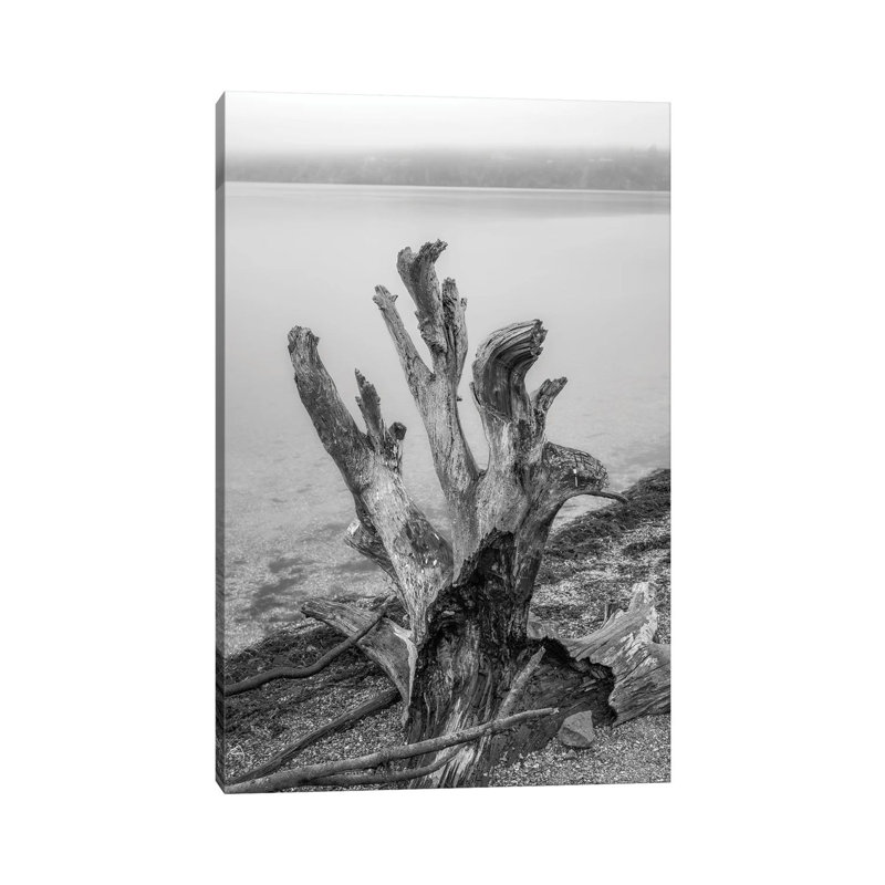 Gnarly Stump by Louis Ruth - Wrapped Canvas Print, 101.6 cm H x 66.04 cm W x 3.175 cm D