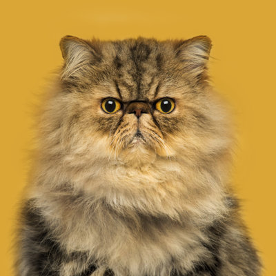 Grumpy Persian Cat - Wrapped Canvas Print