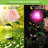 28'' Multi Color Low Voltage Solar Powered Integrated LED Pathway Light Pack